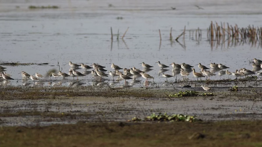 Number of aquatic birds rises at Hakaluki Haor